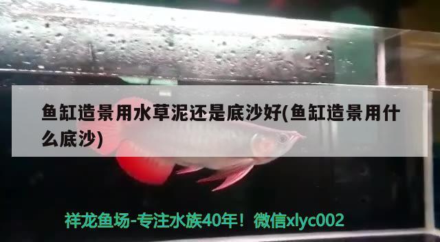 东坝附近有卖观赏鱼的吗多少钱一只呀，2020年广元幼儿园排名 养鱼的好处 第2张