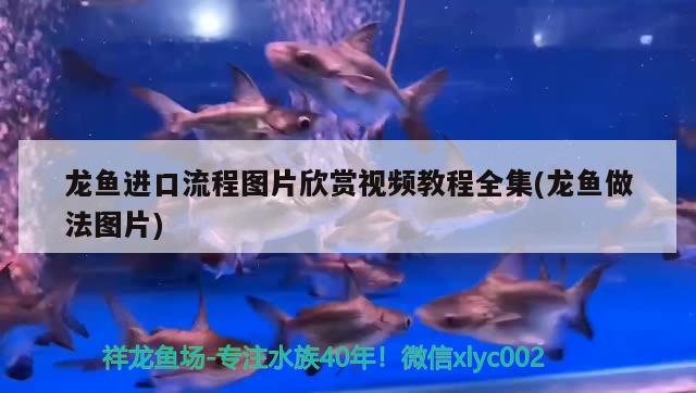 龙鱼进口流程图片欣赏视频教程全集(龙鱼做法图片)