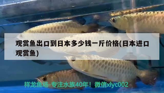 海东观赏鱼市场大鱼混养 观赏鱼市场（混养鱼） 第3张