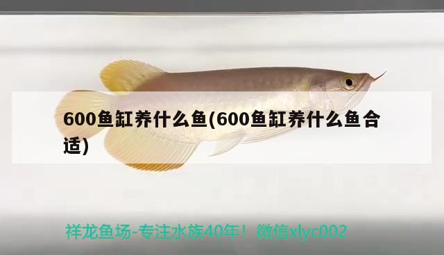 600鱼缸养什么鱼(600鱼缸养什么鱼合适)