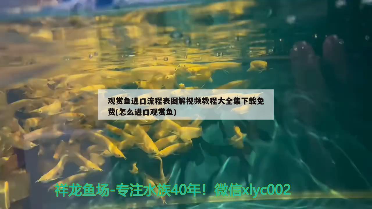 鱼缸过滤器怎么自己做视频教程(鱼缸过滤器怎么自己做视频教程大全)