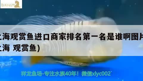 斑马鱼的风水学：斑马鱼的风水学斑马鱼的风水学，斑马鱼的风水学 鱼缸风水 第3张