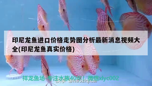 印尼龙鱼进口价格走势图分析最新消息视频大全(印尼龙鱼真实价格) 观赏鱼进出口