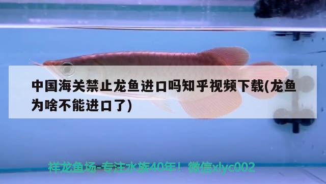 中国海关禁止龙鱼进口吗知乎视频下载(龙鱼为啥不能进口了) 观赏鱼进出口