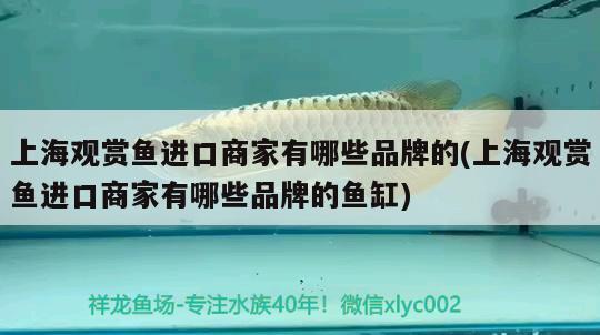 漂亮的鱼缸造景图片大全：漂亮的鱼缸造景图片大全集 广州水族批发市场 第1张