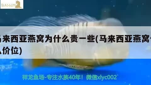 广州鱼缸定做厂家地址在哪里找啊（广州哪里有鱼缸摆景批发巿场） 恐龙王鱼 第1张