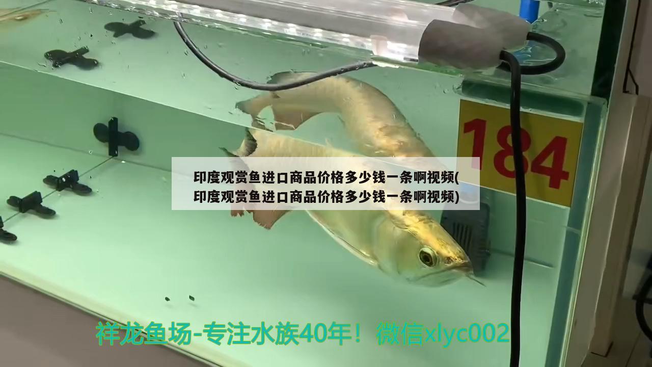 红头利鱼:青岛红头鱼做法