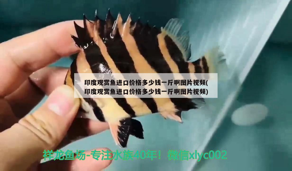 洛阳水族馆大师点评龙鱼圈 恐龙王鱼 第2张