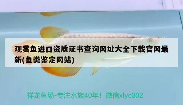 秦皇岛观赏鱼市场正确理解老三样别一股脑的跟风