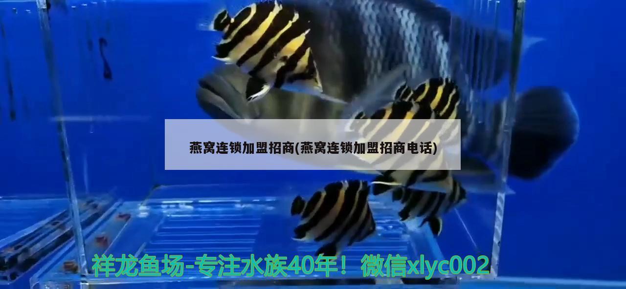 一米鱼缸养几条泰狮合适图片(50的鱼缸能养几条泰狮金鱼)