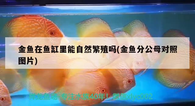 金鱼在鱼缸里能自然繁殖吗(金鱼分公母对照图片)