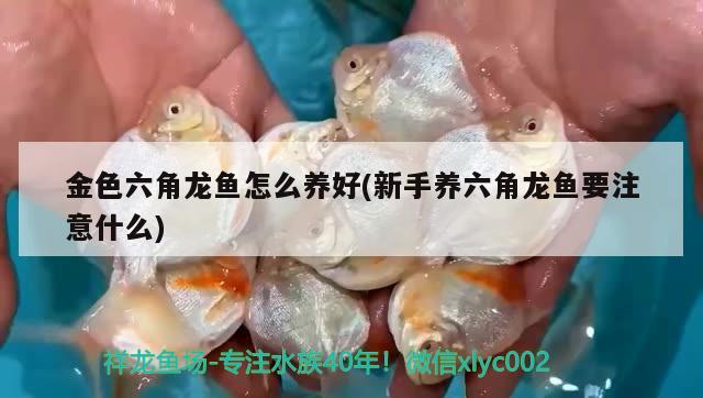 龙王鲷鱼为什么那么贵，七彩珍珠鳉鱼凶不凶