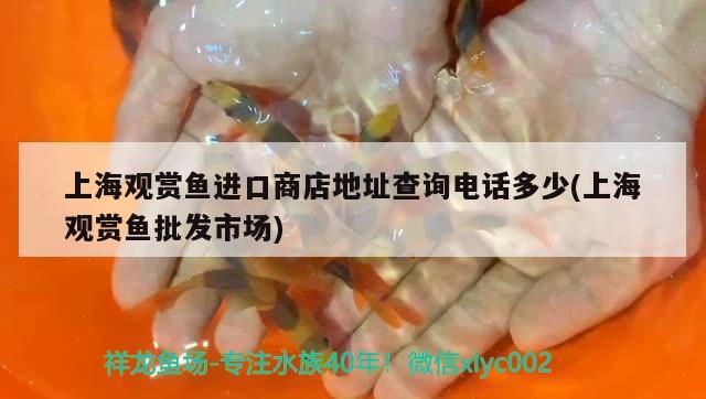 上海观赏鱼进口商店地址查询电话多少(上海观赏鱼批发市场) 观赏鱼进出口