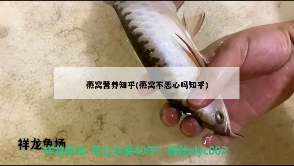 包含北京鱼缸清理北京清江水族热线的词条 泰国虎鱼（泰虎） 第1张