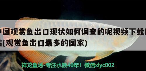 中国观赏鱼出口现状如何调查的呢视频下载网站(观赏鱼出口最多的国家) 观赏鱼进出口