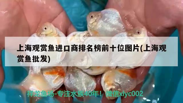 上海观赏鱼进口商排名榜前十位图片(上海观赏鱼批发) 观赏鱼进出口