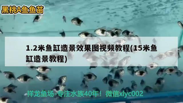 1.2米鱼缸造景效果图视频教程(15米鱼缸造景教程)