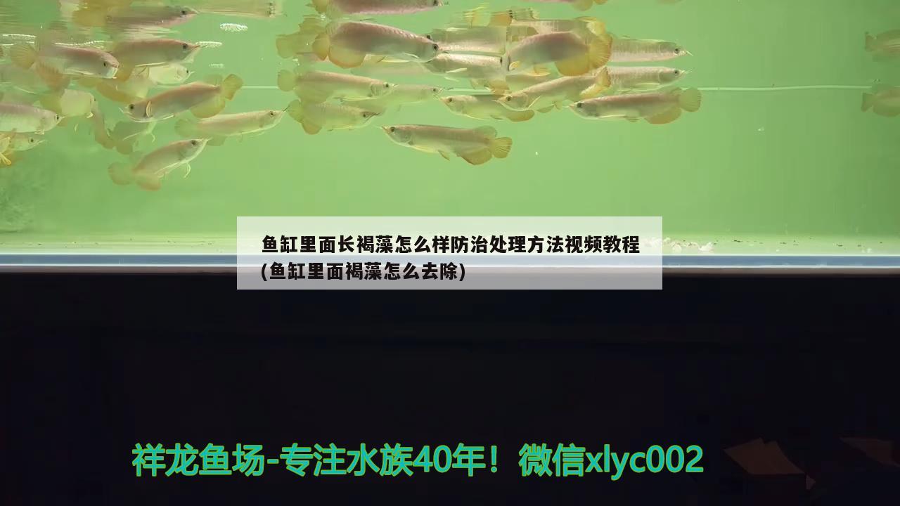 鱼缸里面长褐藻怎么样防治处理方法视频教程(鱼缸里面褐藻怎么去除)