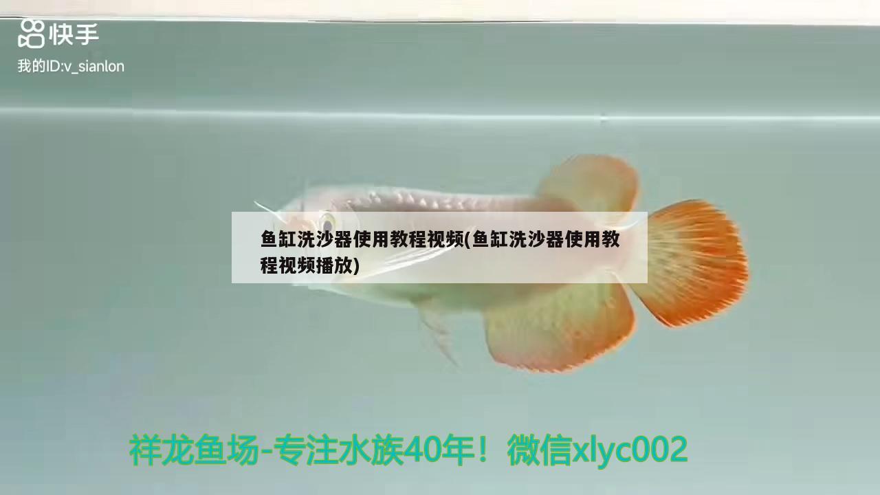 鱼缸洗沙器使用教程视频(鱼缸洗沙器使用教程视频播放) 虎纹银版鱼