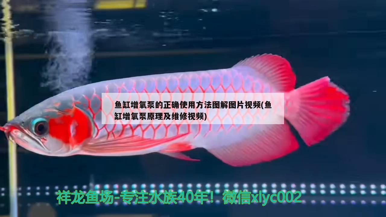 鱼缸增氧泵的正确使用方法图解图片视频(鱼缸增氧泵原理及维修视频) 泰国雪鲫鱼
