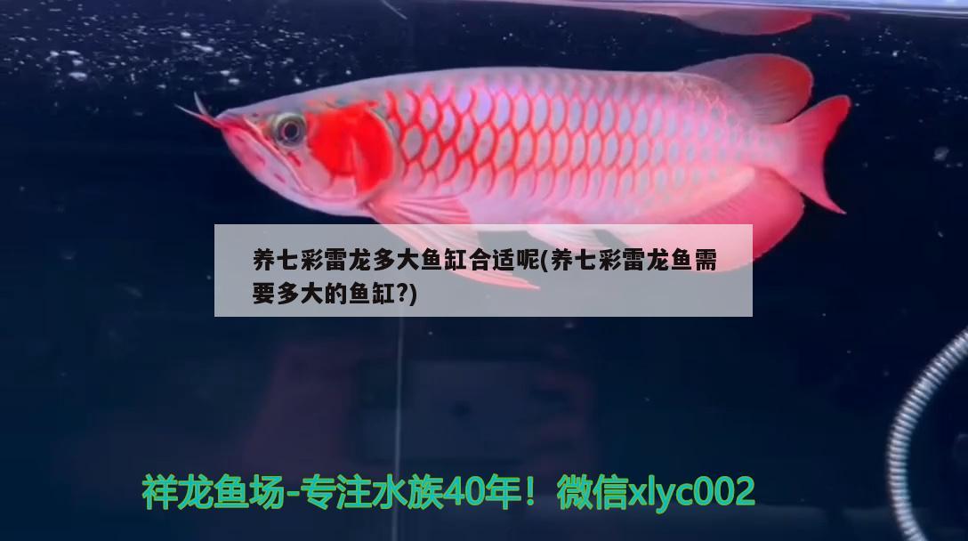 红河哈尼族彝族自治州水族馆鱼友反馈 细线银版鱼 第2张