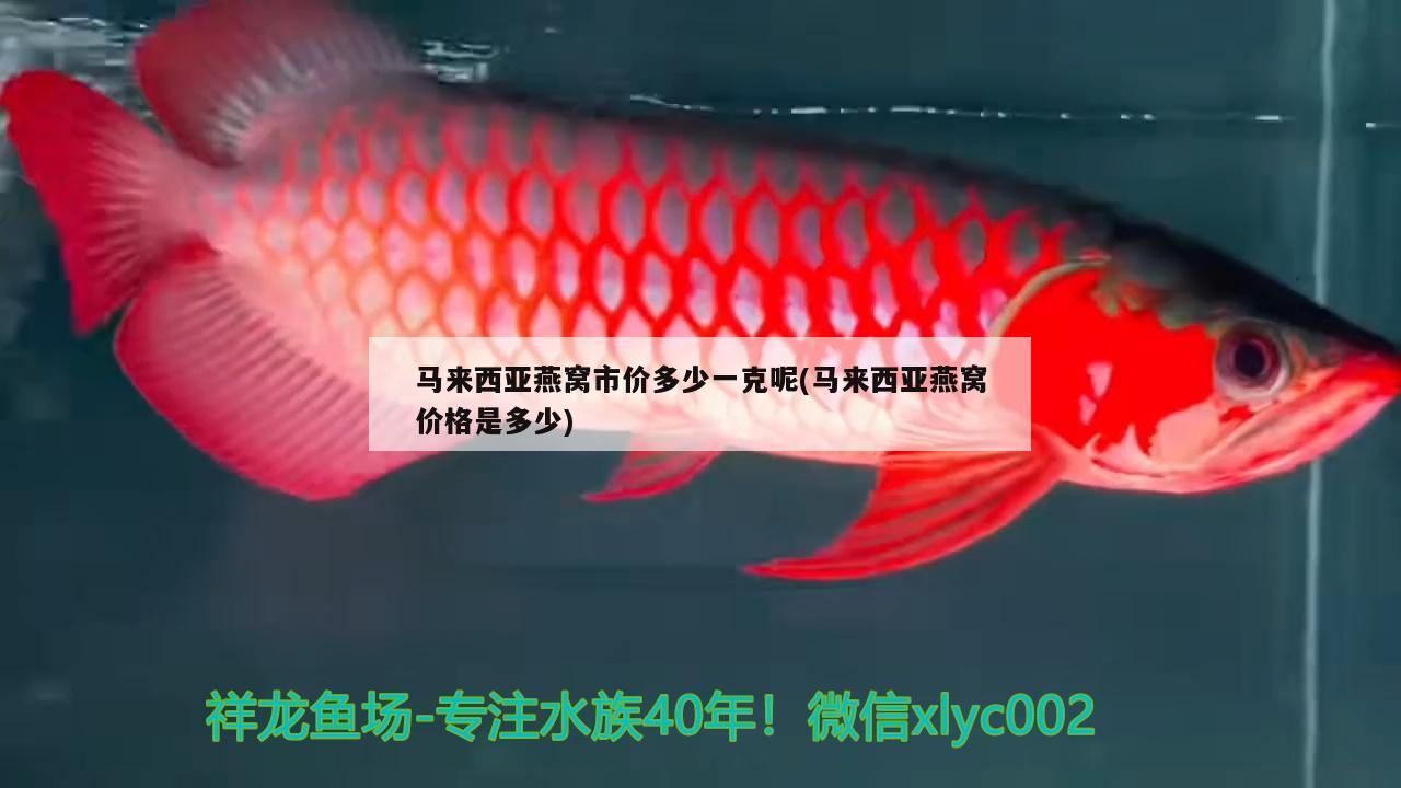 感谢北京渔经鱼药 帝王迷宫鱼 第2张