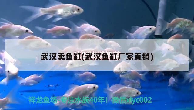 清洁鱼缸的用具是什么材质(清洁鱼缸的用具是什么材质的) 广州观赏鱼批发市场