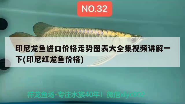 印尼龙鱼进口价格走势图表大全集视频讲解一下(印尼红龙鱼价格) 印尼红龙鱼