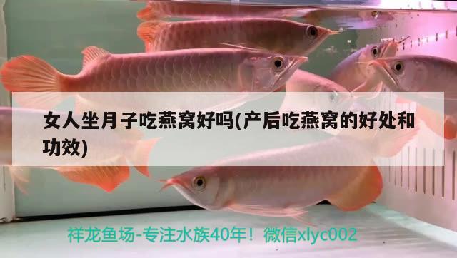 广州水族批发市场在卡普请了一只神龙嘟嘟 观赏鱼水族批发市场 第3张
