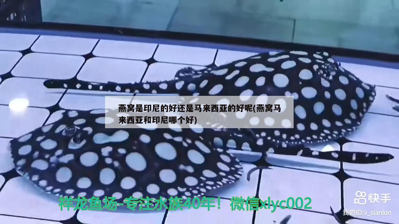 南京水族批发市场地址电话多少号码（南京有水族馆的商场） 养鱼知识 第1张