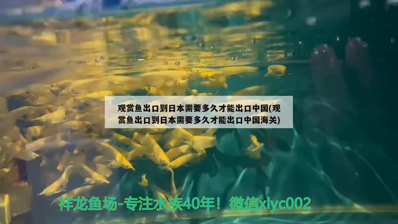 观赏鱼出口到日本需要多久才能出口中国(观赏鱼出口到日本需要多久才能出口中国海关) 观赏鱼进出口 第1张