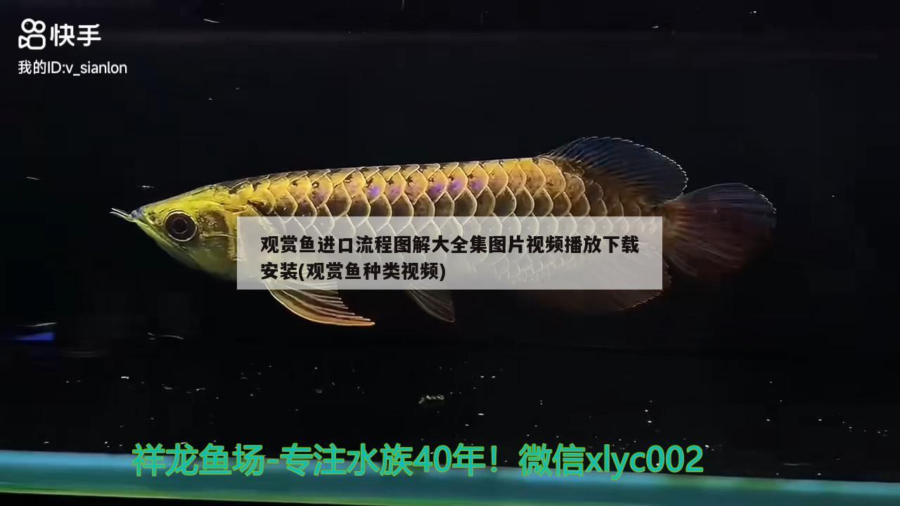 观赏鱼水族馆视频大全图片（水族馆的观赏鱼）