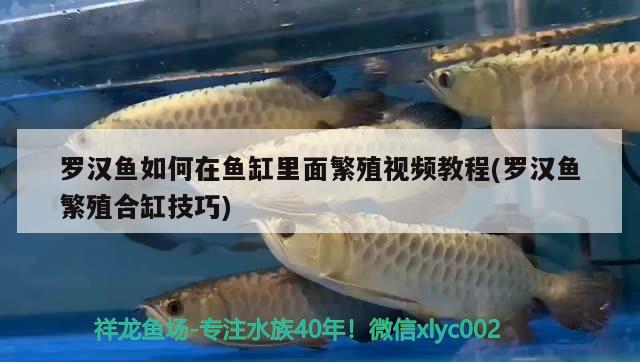 罗汉鱼如何在鱼缸里面繁殖视频教程(罗汉鱼繁殖合缸技巧) 罗汉鱼