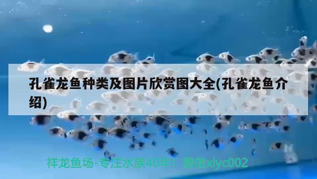 孔雀龙鱼种类及图片欣赏图大全(孔雀龙鱼介绍) 白子银版鱼苗