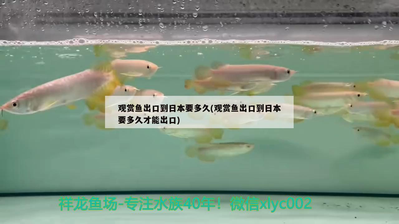观赏鱼出口到日本要多久(观赏鱼出口到日本要多久才能出口) 观赏鱼进出口
