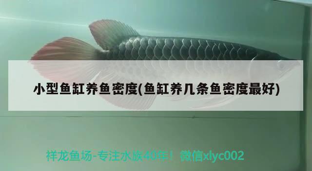 鱼的体表变成苍白色或淡蓝色食欲下降鱼体消瘦发黑 金老虎鱼 第1张