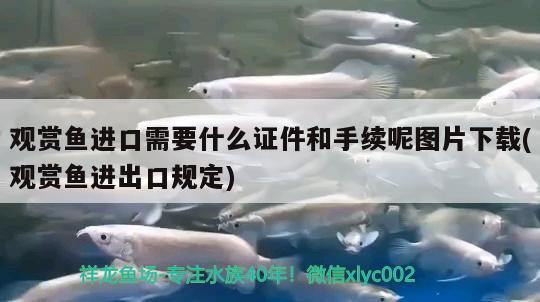 广州水族批发市场好嗨呦 观赏鱼水族批发市场 第3张