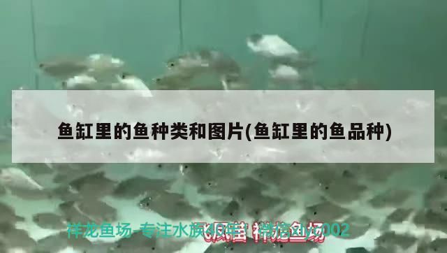 鱼缸里的鱼种类和图片(鱼缸里的鱼品种) 帝王血钻