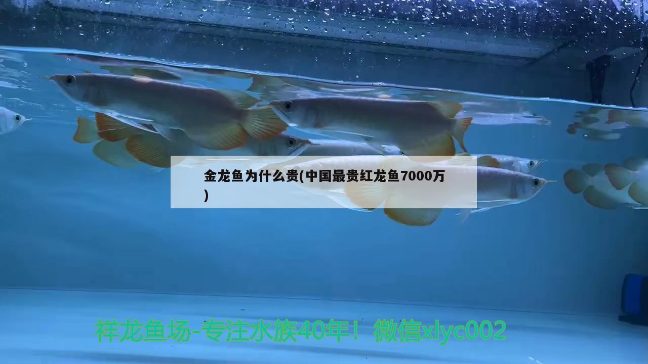 金龙鱼为什么贵(中国最贵红龙鱼7000万)