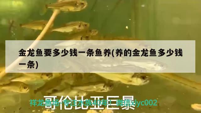 关于龙鱼的纪录片(关于鱼龙的视频 视频) 祥龙赫舞红龙鱼 第2张