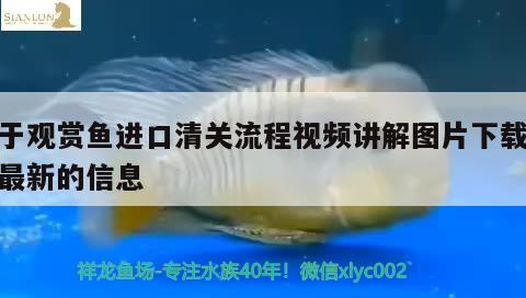 上海观赏鱼进口商排名前十：上海景观鱼批发市场