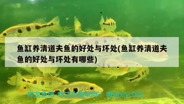玉树藏族自治州观赏鱼市场七彩神仙的品系