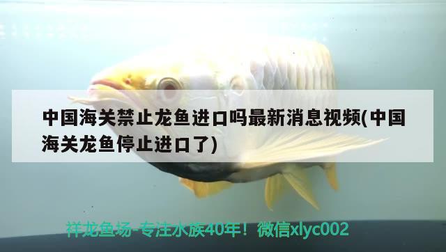 中国海关禁止龙鱼进口吗最新消息视频(中国海关龙鱼停止进口了) 观赏鱼进出口