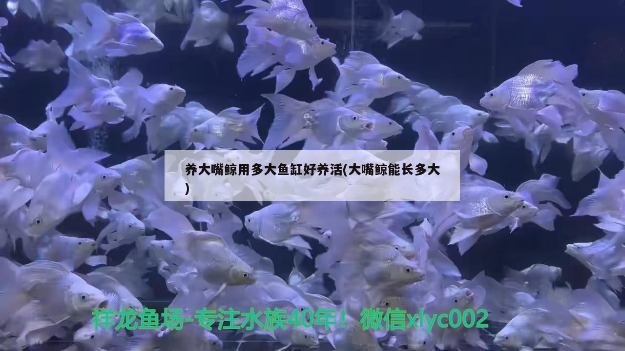 黑背银龙鱼（银龙黑色是什么品种） 广州观赏鱼批发市场