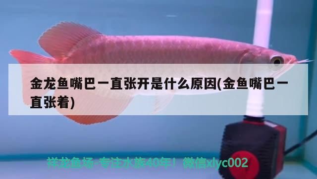 湘潭观赏鱼市场长城水族用品直销店