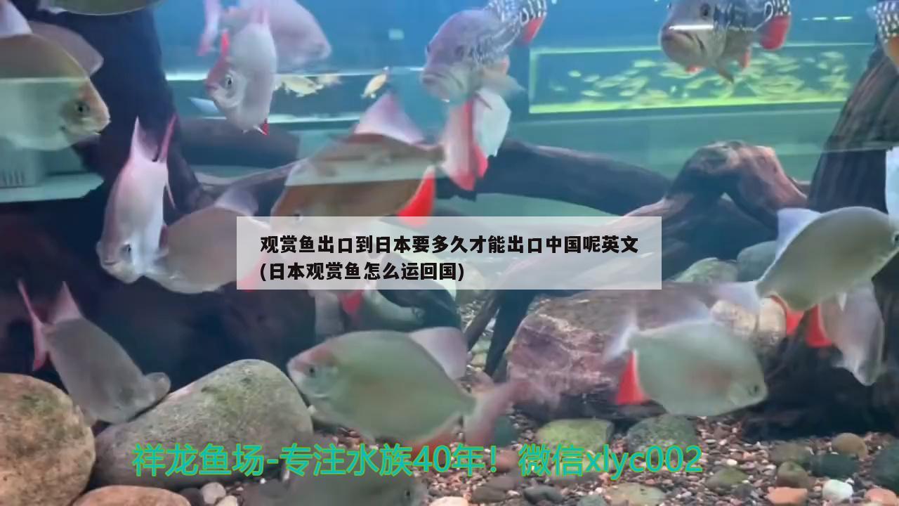 观赏鱼出口到日本要多久才能出口中国呢英文(日本观赏鱼怎么运回国) 观赏鱼进出口
