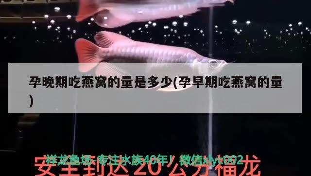 日本鱼缸品牌有哪些好用(鱼缸有哪些牌子质量好) 粗线银版鱼