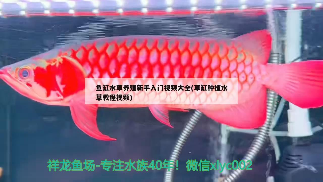 鱼缸水草养殖新手入门视频大全(草缸种植水草教程视频) 水草