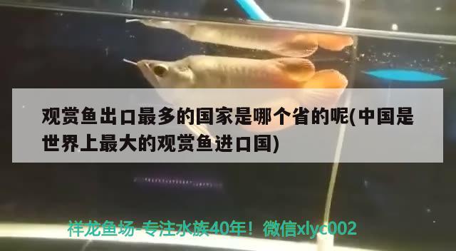 天津市卖观赏鱼的地方在哪儿啊（天津观赏鱼批发市场） 量子养鱼技术