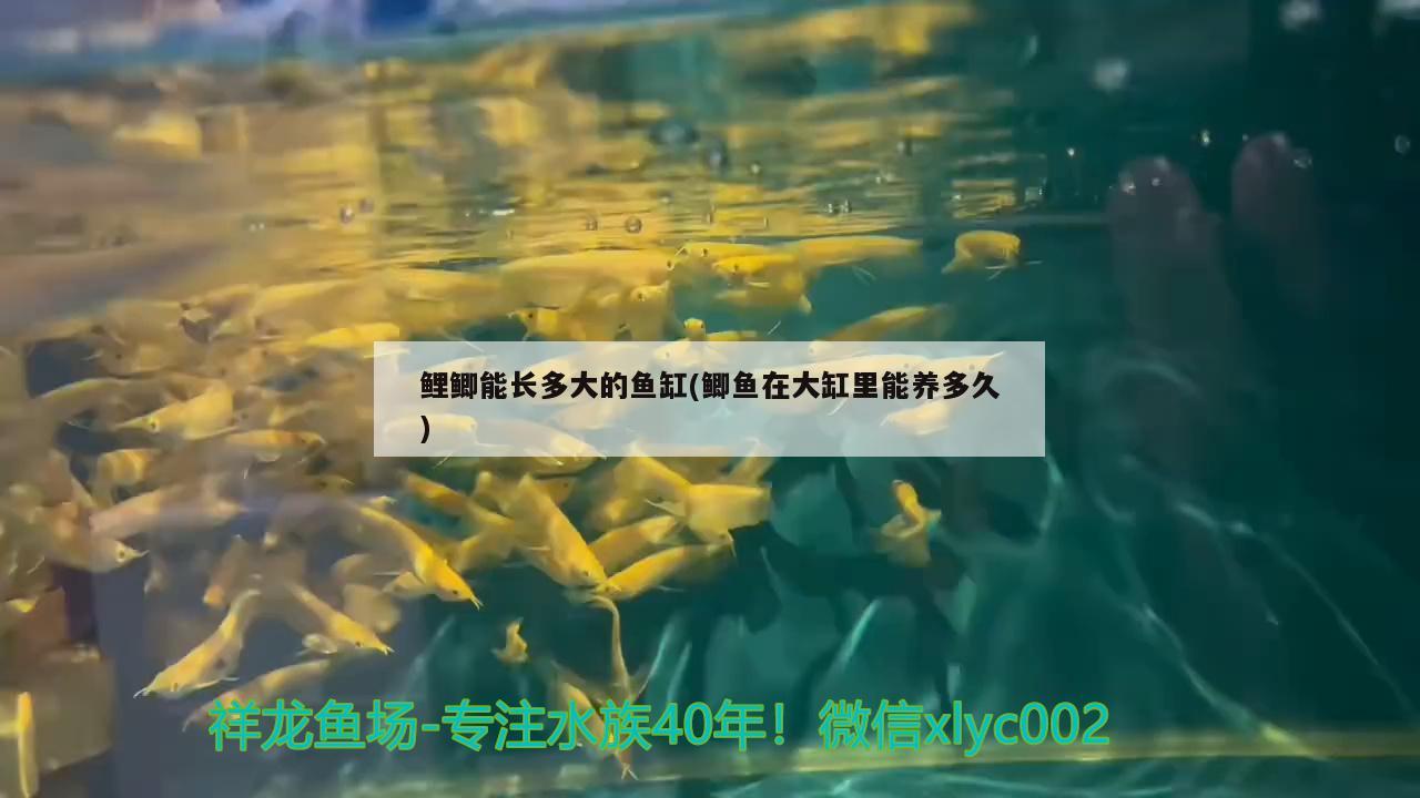 鱼缸过滤系统 图解：鱼缸过滤系统图解 安装 广州水族批发市场 第2张